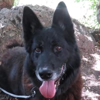 SAYAN, chien à adopter