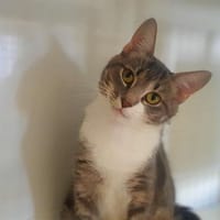 Celeste, chatte à adopter