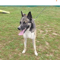 BABA PAA22925, chien à adopter
