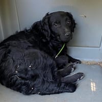 Tami, chien à adopter