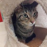 Panzanella PAB27577, chatte à adopter