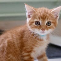 SIMPLET C, chat à adopter