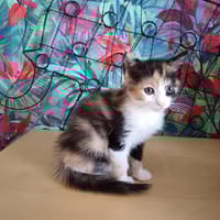 TAC, chatte à adopter
