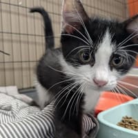 VENDREDI, chat à adopter