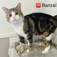 Banzai, chat à adopter