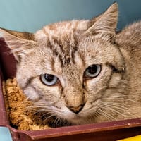 BACCHUS, chat à adopter