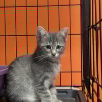LUNDI, chatte à adopter