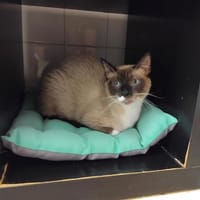 Napolitaine, chatte à adopter