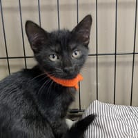 MARDI, chatte à adopter