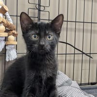 DIMANCHE, chatte à adopter