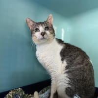 CASSIO, chat à adopter