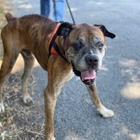 SMILEY, chien à adopter