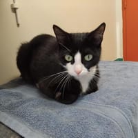 Génoise PAB27574, chatte à adopter