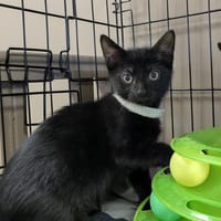 SAMEDI, chat à adopter