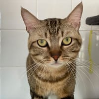 Boris, chat à adopter