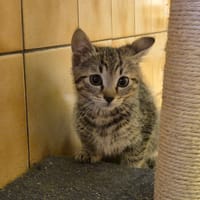 BILLY, chat à adopter