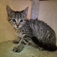 POCO, chat à adopter