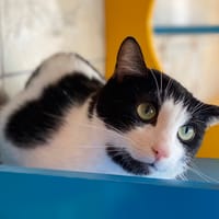 Gim's, chat à adopter