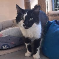 BOULETTE, chat à adopter