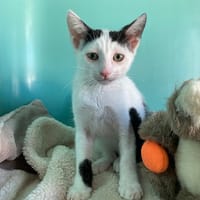 igloo, chatte à adopter