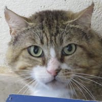 SCAR, chat à adopter