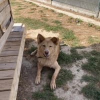MALLOW, chien à adopter