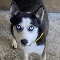 TINA, chienne à adopter