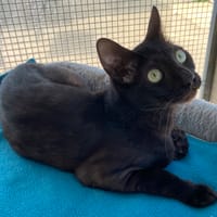 UMA, chatte à adopter