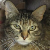 FLANELLE, chatte à adopter