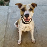 INZA, chienne à adopter