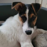LEXIE, chienne à adopter