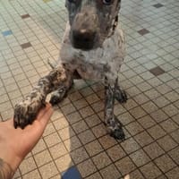 Agate la petite joueuse, chienne à adopter