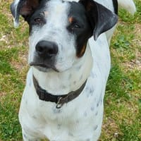 Vador l'affectueux petit tripatte, chien à adopter
