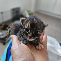 Nala, chatte à adopter
