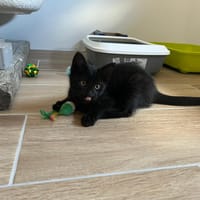 aba, chatte à adopter