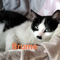 brume, chatte à adopter