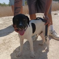 ANUK (Maria), chien à adopter