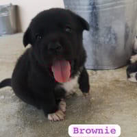 BROWNIE (union animal), chienne à adopter
