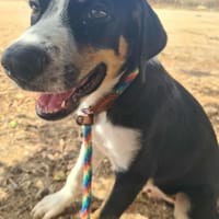 CARLOS (Maria), chien à adopter