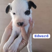 EDWARD (union animal), chien à adopter