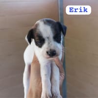 ERIK (union animal), chien à adopter