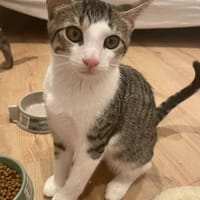 TAO, chat à adopter