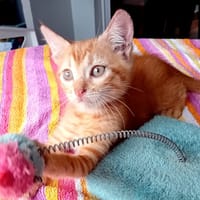 BOBBY-PIGGY, chaton mâle type européen, chat à adopter