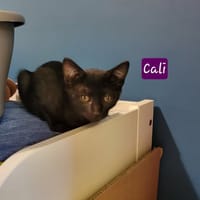 CALI, chatte à adopter