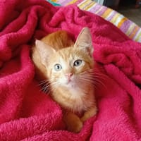 BOOGIE-BOO, chaton mâle type européen, chat à adopter