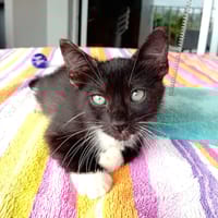 HUGGY-WUGGY, chaton mâle type européen, chat à adopter