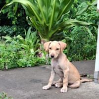CUPCAKE, chiot mâle Berger Créole, chien à adopter