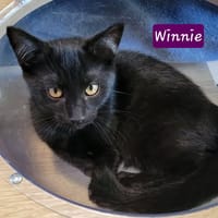 WINNIE, chat à adopter