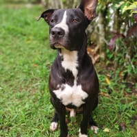 JEÏKO Junior Berger créole, chien à adopter