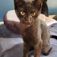 WHISPER, chat à adopter